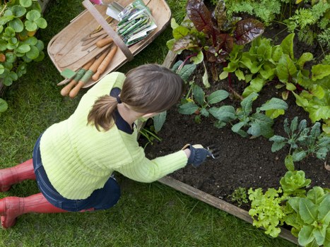 Professional gardener trimming a hedge
