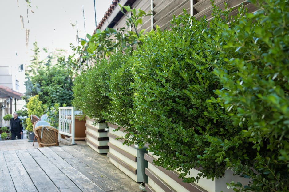 A close-up view of a corner of a garden wooden deck with light-colored, smoothly finished planks arranged in parallel, where a lush, green, trailing shrub with small oval-shaped leaves and tiny purple